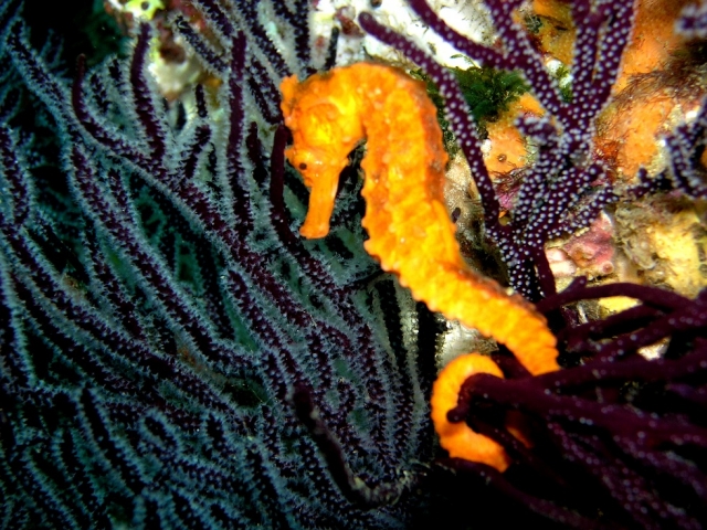  Seahorses 